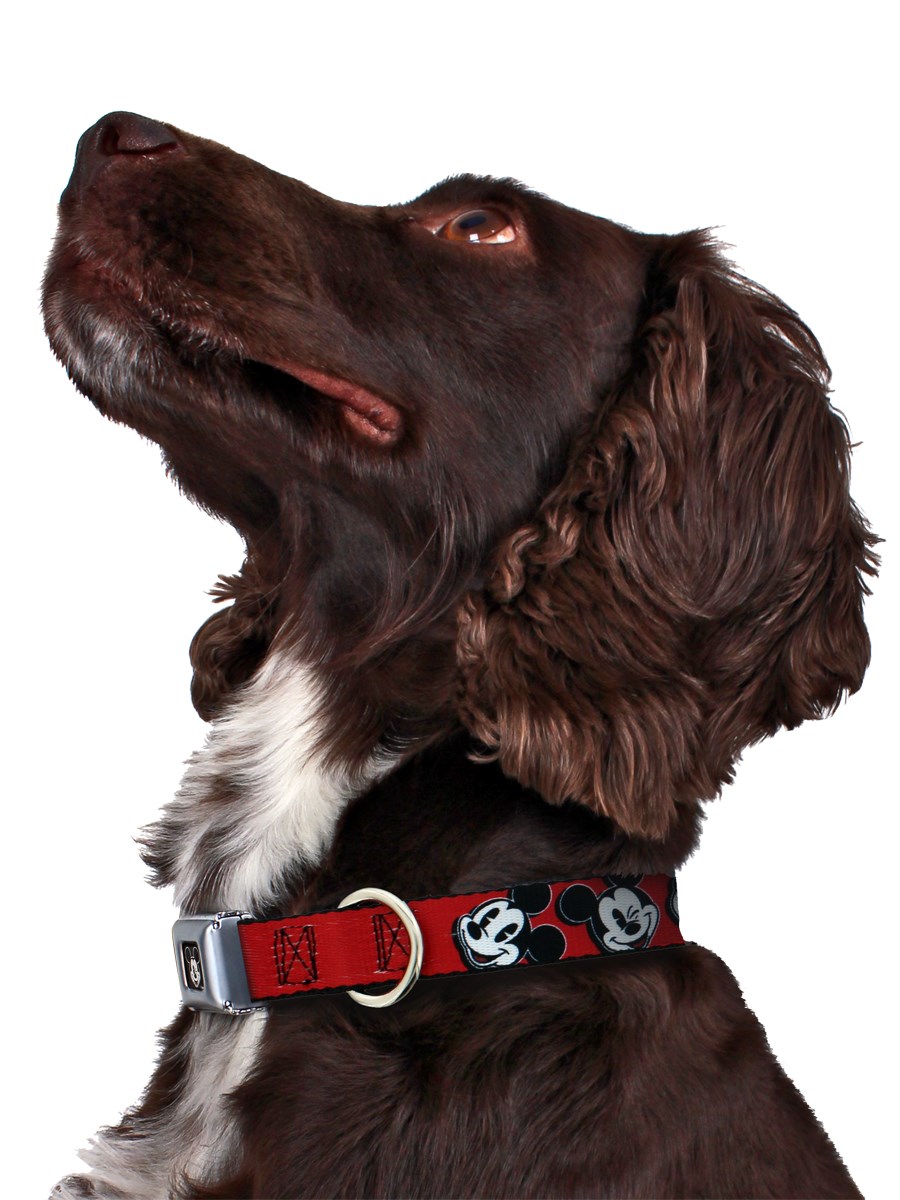 Disney Mickey Mouse Dog Collar Buy Online at